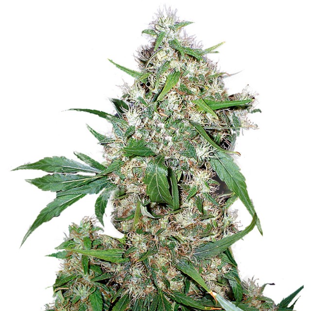 Auto Critical Silver