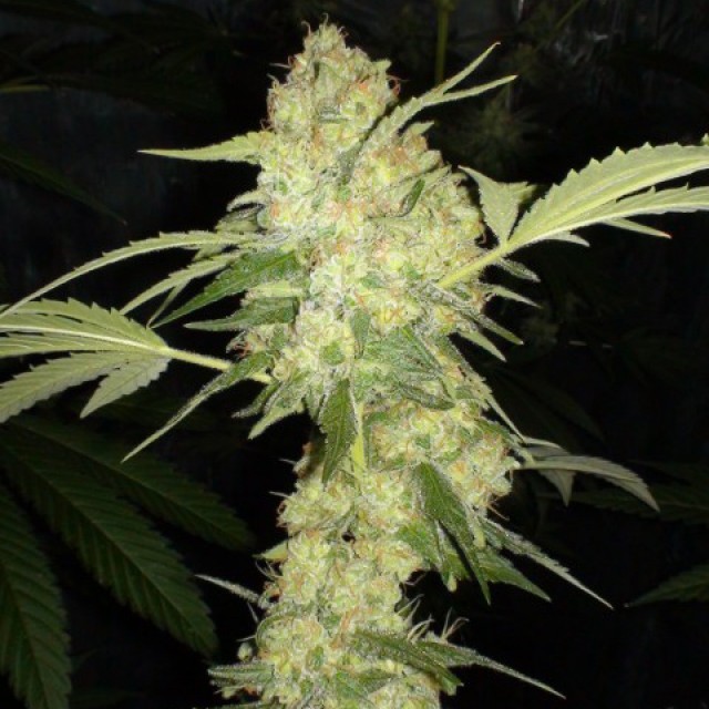 Auto Jack Herer Feminised Silver cannabis seeds from Errors Seeds Silver:  buy marijuana seeds by the piece - Errors-Seeds
