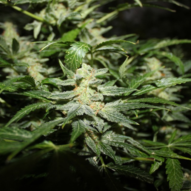 Auto Power Plant Silver